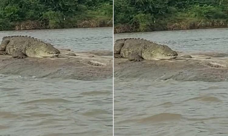 ಕೃಷ್ಣಾ ನದಿ ತೀರದಲ್ಲಿ ಹೆಚ್ಚಾದ ಮೊಸಳೆ ಹಾವಳಿ : ಗ್ರಾಮಸ್ಥರಲ್ಲಿ ಹೆಚ್ಚಾಗಿದೆ ಆತಂಕ