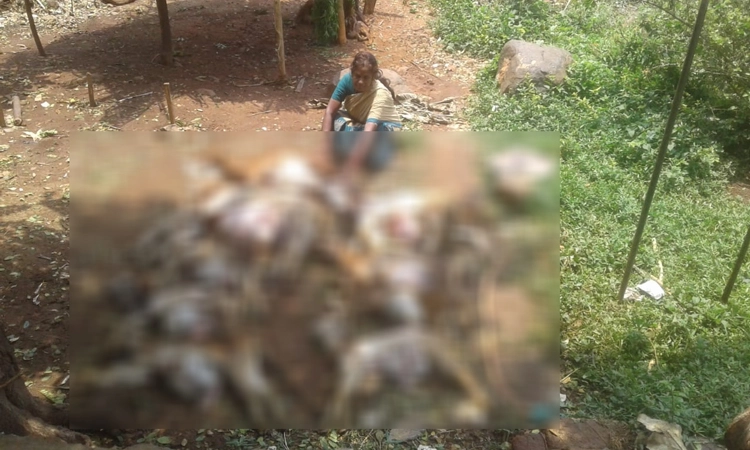 ಶ್ರೀರಂಗಪಟ್ಟಣ : ವಿಷ ಆಹಾರ ಸೇವಿಸಿ 9 ಮೇಕೆಗಳು ಸಾವು