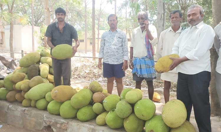 ಹಲಸಿನ ಸೀಸನ್‌ ಆರಂಭ