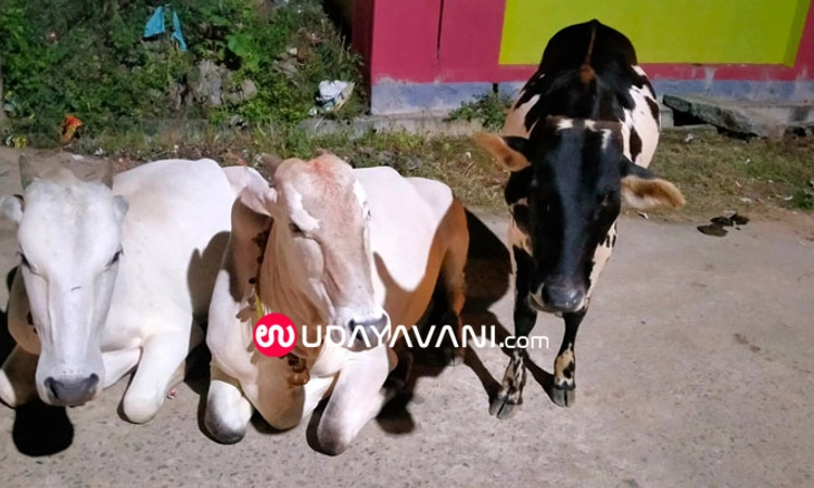 ‘ಹೋರಿ ಕಂಡರೆ  ಹೇಳಿಬಿಡಿ’; ಶಿವಮೊಗ್ಗ ಉಜ್ಜನೇಶ್ವರ ದೇವಸ್ಥಾನದ ಮೂರು ಹೋರಿಗಳು ನಾಪತ್ತೆ!
