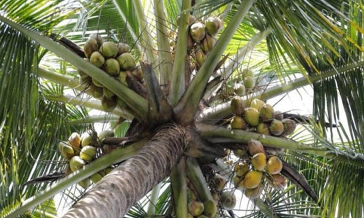 ಬಂಟ್ವಾಳ: ತೆಂಗಿನ ಮರದಿಂದ ಬಿದ್ದು ವ್ಯಕ್ತಿ ಸಾವು  