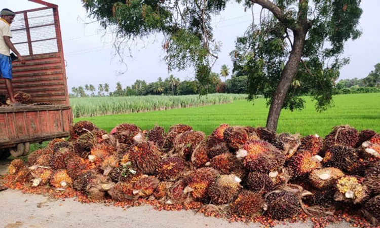 ರೈತರ ಬದುಕು ಬದಲಿಸಿದ ತಾಳೆ!