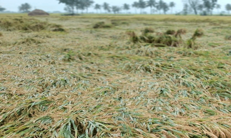 ಪ್ರೀಮಿಯಂ ತುಂಬಿದರೂ ಸಿಗದ ಬೆಳೆ ಹಾನಿ ವಿಮೆ