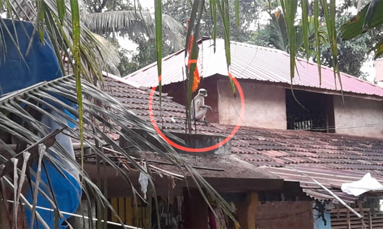 ಅಂಕೋಲಾದಲ್ಲಿ ಆಪರೇಷನ್ ಮಂಗ: ಎರಡನೇ ದಿನವೂ ವಿಫಲ