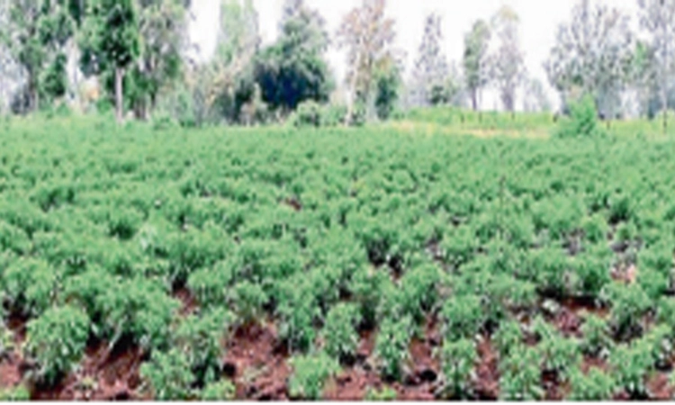 ಹಸಿಮೆಣಸಿನಕಾಯಿ ಬೆಲೆ ಕುಸಿತ: ರೈತ ಕಂಗಾಲು