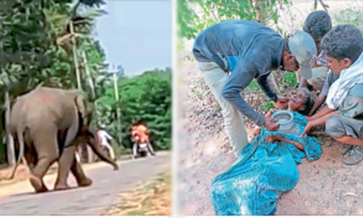 ವೃದ್ಧೆಗೆ ಒದ್ದು ಕಾಲುಮುರಿದ ಒಂಟಿ ಸಲಗ