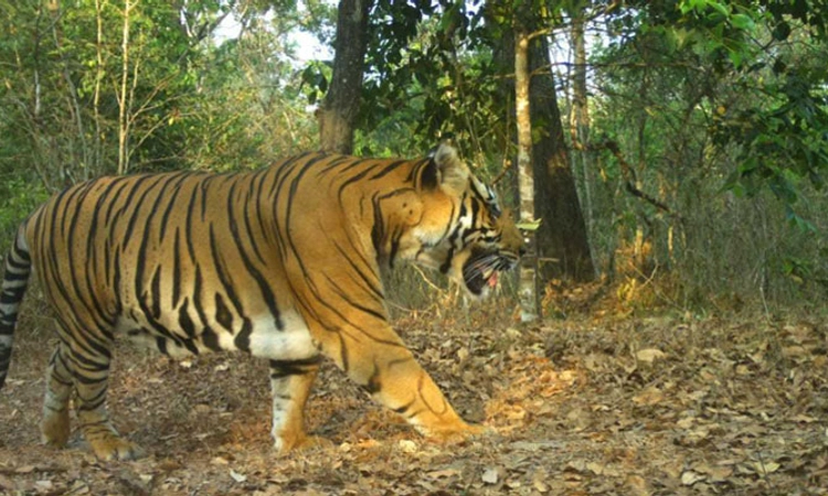 ಬಸವನಕೋಟೆ ಅರಣ್ಯದಲ್ಲಿ ಹುಲಿ ಸಂಚಾರ?