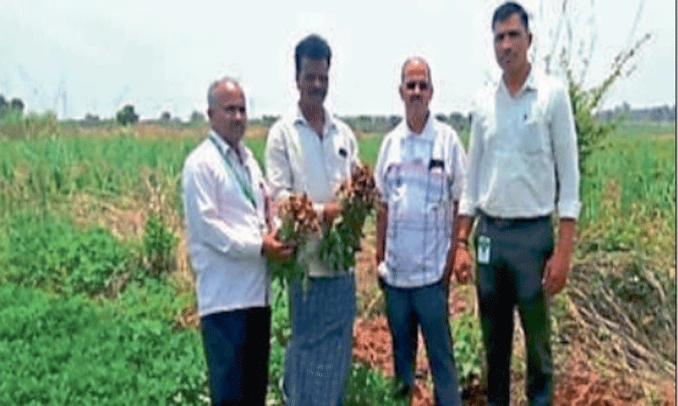 ರೈತ ರಮಾನಂದನ ಕೈಹಿಡಿದ “ಕದರಿ ಲೇಪಾಕ್ಷಿ”