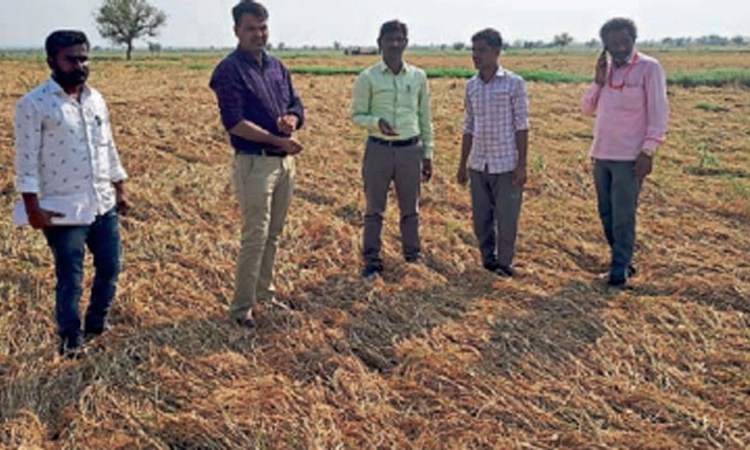 ಅಕಾಲಿಕ ಮಳೆಗೆ 17 ನೂರು ಎಕರೆ ಬೆಳೆ ನಾಶ