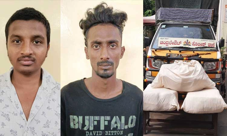 ಆಂಧ್ರ ಕಾಡಿನಿಂದ ಗಾಂಜಾ ತಂದು ಮಾರಾಟ: ಇಬ್ಬರ ಬಂಧನ
