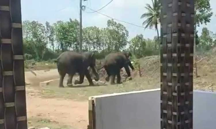 ಹುಣಸೂರು: ಕಾಡಿಗಟ್ಟುವ ವೇಳೆ ಊರೊಳಗೆ ಓಡಿದ ಕಾಡಾನೆಗಳು; ಗ್ರಾಮಸ್ಥರು ಹೈರಾಣು