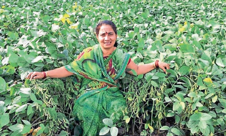 ಬೇಸಿಗೆಯಲ್ಲೂ ಸೋಯಾಬಿನ್‌ ಬೆಳೆ