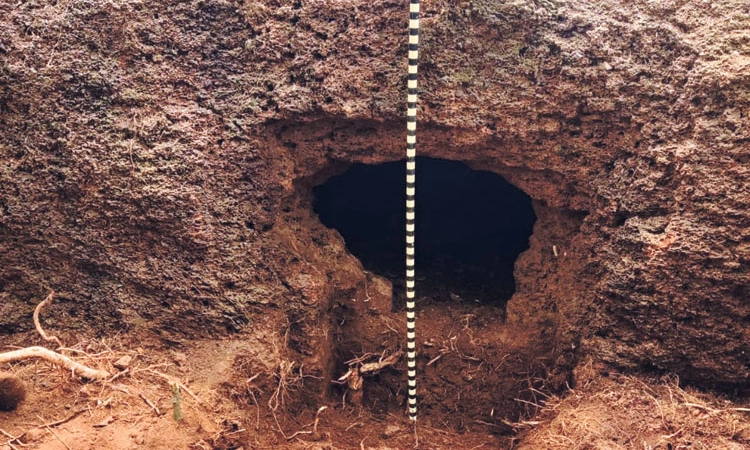 ರಾಮಕುಂಜ: ಬೃಹತ್‌ ಶಿಲಾಯುಗ ಸಮಾಧಿ ಪತ್ತೆ
