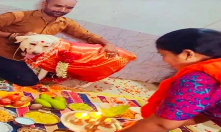 ಸಾಕು ನಾಯಿಗೆ ಸೀರೆ ಉಡಿಸಿ,ಕುಂಕುಮ ಇಟ್ಟು,ಹೂವಿನ ಹಾರ ಹಾಕಿ ಅದ್ಧೂರಿ ಸೀಮಂತ: ವಿಡಿಯೋ ವೈರಲ್