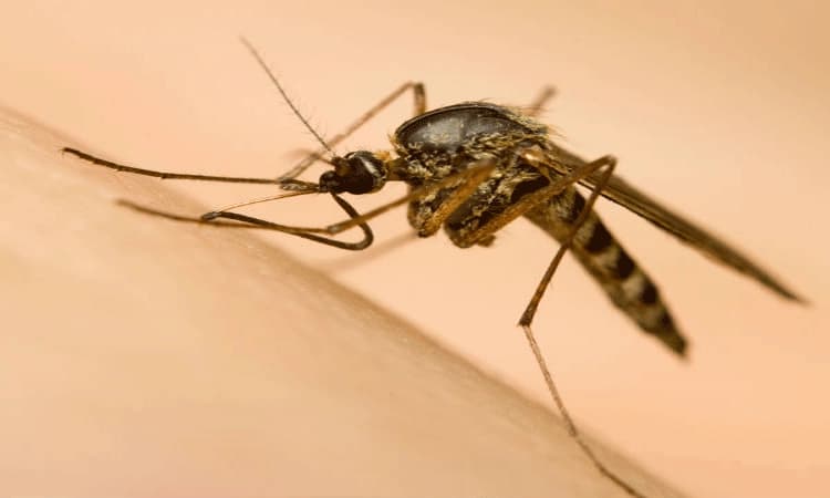 ಮಲೇರಿಯಾ ಮುಕ್ತ ರಾಜ್ಯದತ್ತ ಕರ್ನಾಟಕ ಹೆಜ್ಜೆ