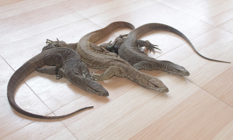 ಉಡಗಳ ಮಾರಾಟ ಯತ್ನ; ಮೂವರು ಆರೋಪಿಗಳ ಬಂಧನ