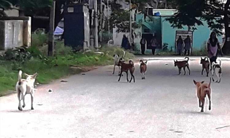 ನಾಯಿ, ಕೋತಿಗಳ ಕಾಟದಿಂದ ರೋಸಿ ಹೋದ ಜನರು