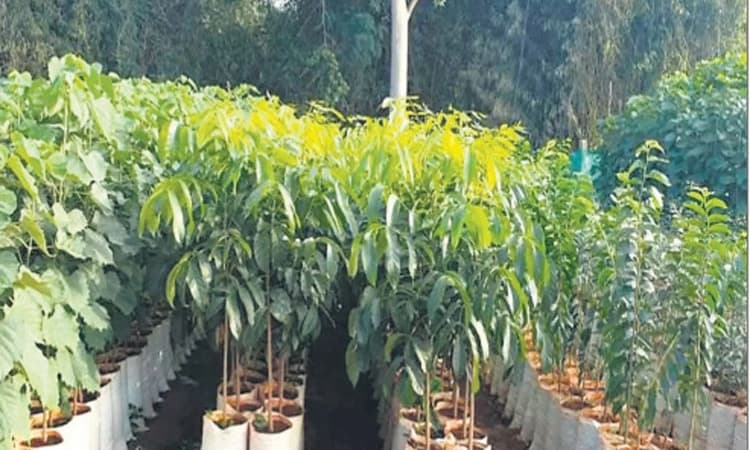 ಮಂಗಳೂರು ವ್ಯಾಪ್ತಿ:ಅರಣ್ಯ ಇಲಾಖೆಯಿಂದ 75 ಸಾವಿರ ಗಿಡ ಹಂಚಿಕೆ