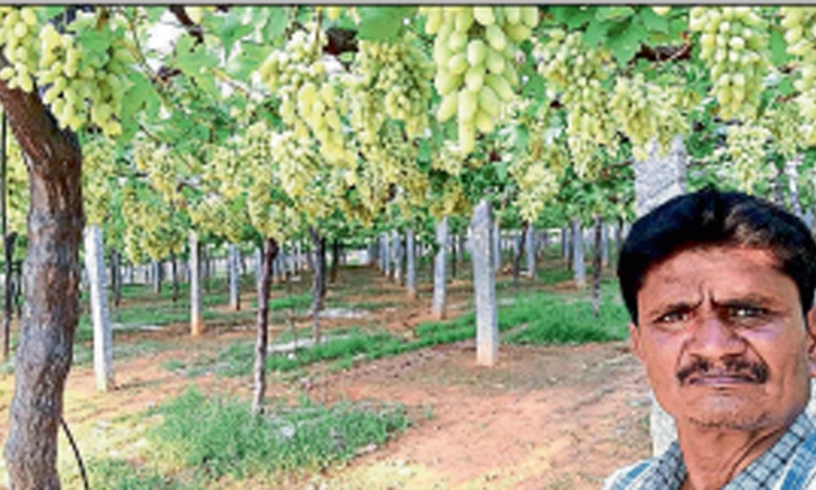 ದಿಲ್‌ಕುಶ್‌ ದ್ರಾಕ್ಷಿ ಬೆಳೆಯಿಂದ ಉತ್ತಮ ಲಾಭ; ‌ಸರ್ಕಾರದಿಂದಲೂ ಅನುದಾನ ವ್ಯವಸ್ಥೆ