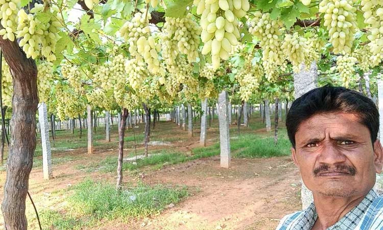 ದ್ರಾಕ್ಷಿ ಉತ್ತಮ ಇಳುವರಿ: ಹರ್ಷ