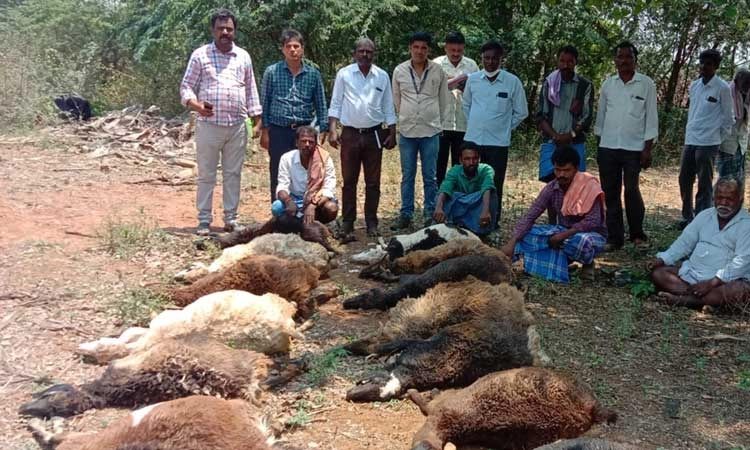 ಕೊರಟಗೆರೆ: ಸಿಡಿಲಿಗೆ 13 ಕುರಿಗಳು ಸಾವು; ತಹಸೀಲ್ದಾರ್ ರಿಂದ ಪರಿಹಾರ ವಿತರಣೆ