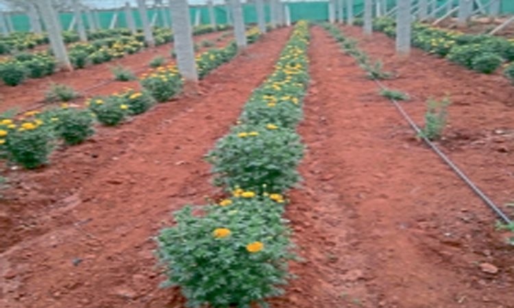 ರೈತನ ಆತ್ಮಹತ್ಯೆಗೆ ಸರ್ಕಾರವೇ ನೇರ ಹೊಣೆ: ರೈತರ ಆರೋಪ