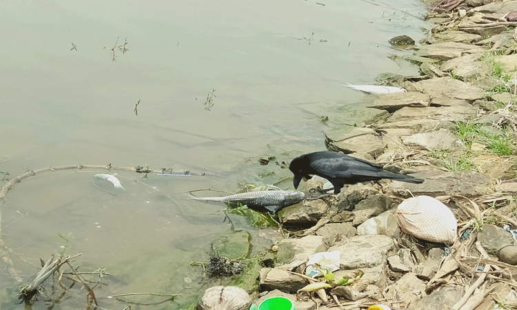 ಕೆರೆಗೆ ಹಾರವಾಯಿತು ಮತ್ಸ್ಯ ಶಿಖಾರಿ
