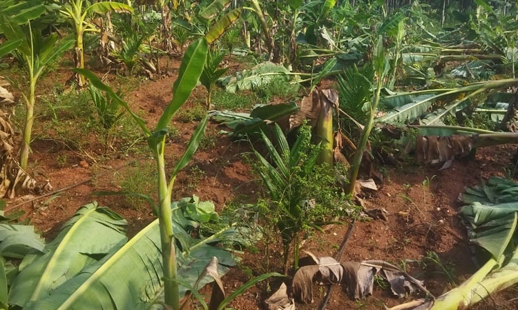 ಜಿಲ್ಲಾದ್ಯಂತ ಭಾರೀ ಮಳೆ; ಅಪಾರ ಹಾನಿ