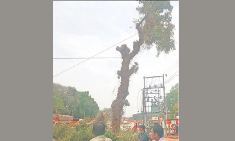 ಪಡುಬಿದ್ರಿ: 200 ವರ್ಷದ ಮಾವಿನ ಮರ ತೆರವು