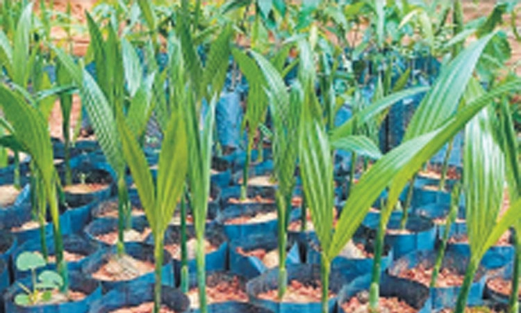 ಕಾರಾಗೃಹದೊಳಗೆ ನಳನಳಿಸುತ್ತಿದೆ ಕೈ ತೋಟ; ನರ್ಸರಿ