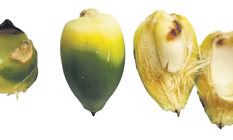 ರಸ ಹೀರುವ ಕೀಟದಿಂದ ಅಡಿಕೆ ಬೆಳೆಗಾರ ಕಂಗಾಲು!