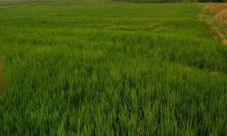 ಬಯಲುಸೀಮೆ ಬೆಳೆಯತ್ತ ವಾಲಿದ ಭತ್ತದ ಕಣಜ