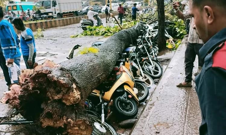 ಬೆಳಗಾವಿ: ಬಿರುಗಾಳಿ ಮಳೆಗೆ ಧರೆಗುರುಳಿದ ಮರ, ಇಬ್ಬರು ಗಂಭೀರ, 5೦ಕ್ಕೂ ಹೆಚ್ಚು ವಾಹನಗಳು ಜಖಂ
