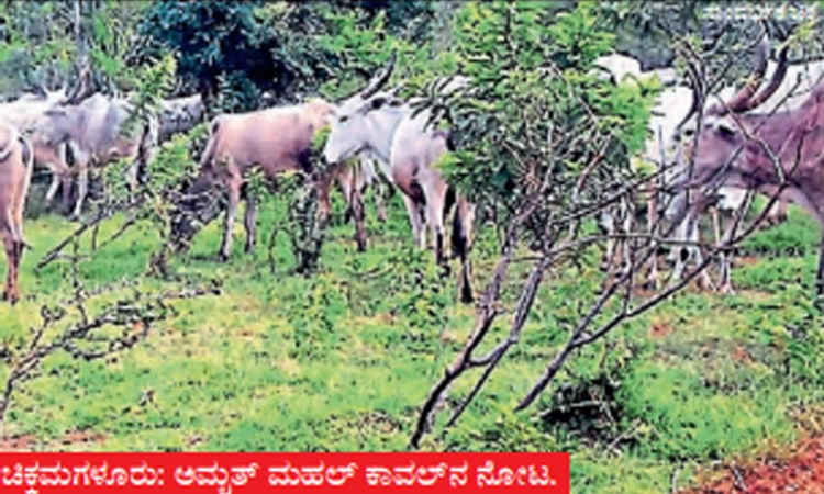ಅಮೃತ್‌ ಮಹಲ್‌ ಕಾವಲಿಗೆ ಬೇಕು ಕಾಯಕಲ್ಪ