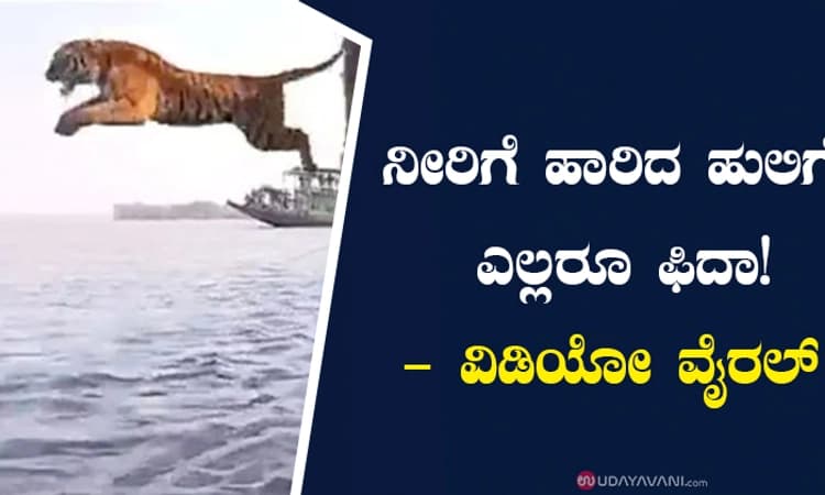 ನೀರಿಗೆ ಹಾರಿದ ಹುಲಿಗೆ ಎಲ್ಲರೂ ಫಿದಾ!-ವಿಡಿಯೋ ವೈರಲ್‌