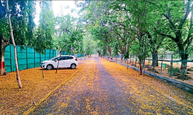 ರಸ್ತೆ ಸೌಂದರ್ಯ ಹೆಚ್ಚಿಸಿದ ಬಂಗಾರದ ಹೂವು