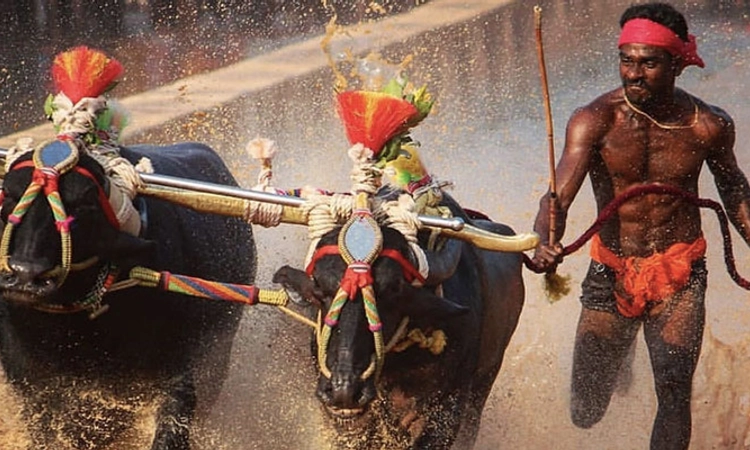 ಬಂಟ್ವಾಳ: ಕಂಬಳ ಋತು ಸಂಪನ್ನ; ಮಿಜಾರು ಶ್ರೀನಿವಾಸ ಗೌಡಗೆ ವಿಶೇಷ ಪ್ರಶಸ್ತಿ
