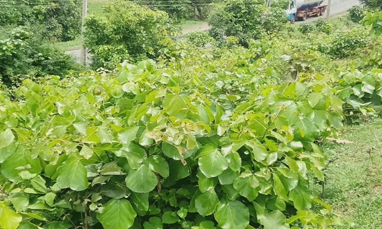 ಮುತ್ತಲ ನಂಬಿದವರ ಬದುಕು ಮಂಕು