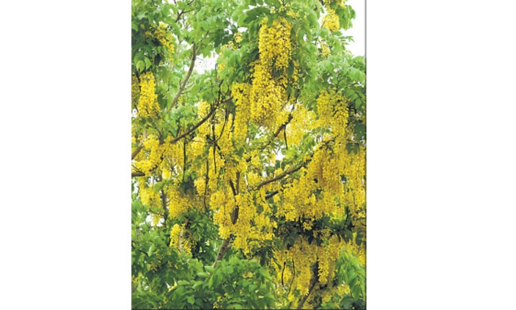 ತುಳುನಾಡಿನಲ್ಲಿ ಇಂದು ‘ಬಿಸು ಪರ್ಬ’ ಸಂಭ್ರಮ