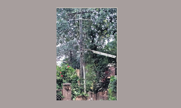 ಜಪ್ಪು: ವಿದ್ಯುತ್‌ ಕಂಬಕ್ಕೆ ಹಬ್ಬಿರುವ ಬಳ್ಳಿ ತೆರವು