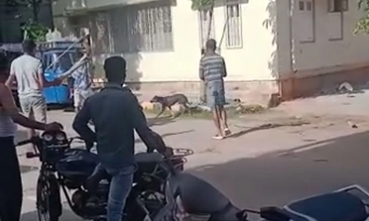 ಮೈಸೂರು: ನಾಯಿಯನ್ನು ಅಟ್ಟಾಟಿಸಿ ಕೊಂದ ಮೂವರ ವಿರುದ್ಧ ಕೇಸ್ ದಾಖಲು