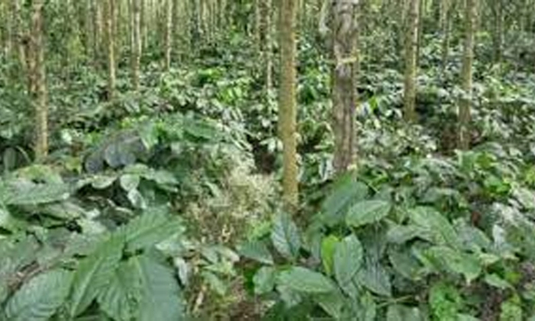 ಕಾಫಿ ತೋಟದ ಮಣ್ಣು ಪರೀಕ್ಷೆಗೆ ಸಂಚಾರ ವಾಹನ