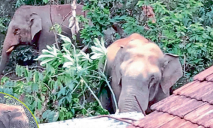 ಅರೇಹಳ್ಳಿ ಪಟ್ಟಣದಲ್ಲಿ ಬೀಡು ಬಿಟ್ಟ ಕಾಡಾನೆಗಳು