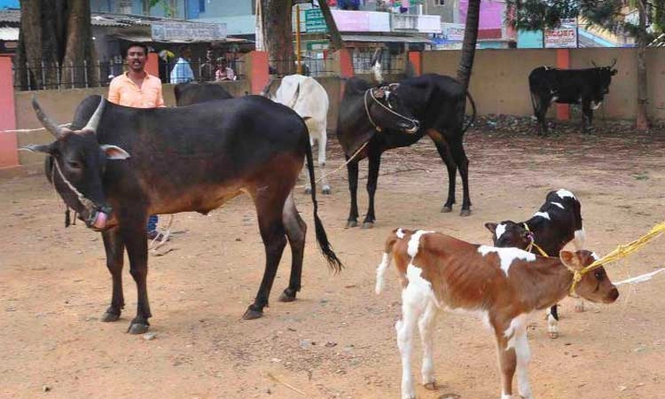 ಕಸಾಯಿ ಖಾನೆಗೆ ಸಾಗಿಸುತ್ತಿದ್ದ ಜಾನುವಾರು ರಕ್ಷಣೆ
