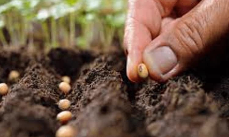 ಆನ್‌ಲೈನ್‌ ಬಿತ್ತನೆ ಬೀಜ ವಿಫಲವಾದರೆ ರೈತ ಯಾರನ್ನುಕೇಳಬೇಕು?