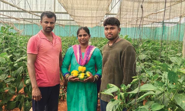 ಕ್ಯಾಪ್ಸಿಕಂ ಬೆಳೆಯಿಂದ ಉತ್ತಮ ಲಾಭ: ಹೈನುಗಾರಿಕೆ ಜೊತೆ ಕೃಷಿಯಲ್ಲಿ ಖುಷಿ ಕಂಡ ದಂಪತಿಗಳು