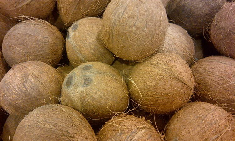 ತೆಂಗು ಧಾರಣೆ ಕುಸಿತ: ಬೆಳೆಗಾರರ ಆತಂಕ