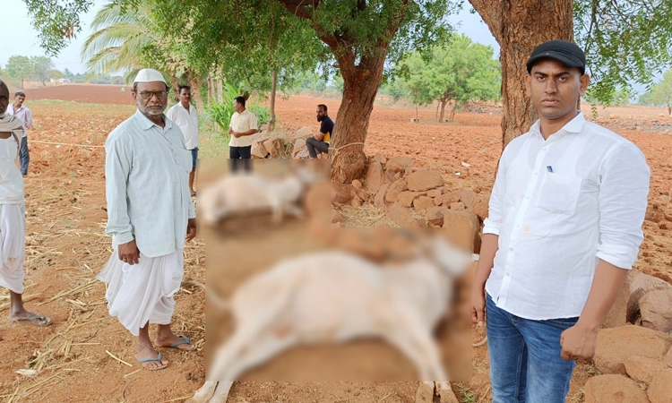 ವಿಜಯಪುರ ಜಿಲ್ಲೆಯಲ್ಲಿ ಸಿಡಿಲಿಗೆ ಮೂರು ಜಾನುವಾರುಗಳು ಬಲಿ