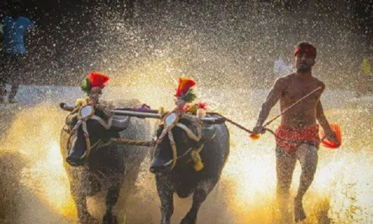 ವೇಣೂರು ಪೆರ್ಮುಡ ಸೂರ್ಯ – ಚಂದ್ರ” ಜೋಡುಕರೆ ಕಂಬಳ ಕೂಟದ ಫಲಿತಾಂಶ