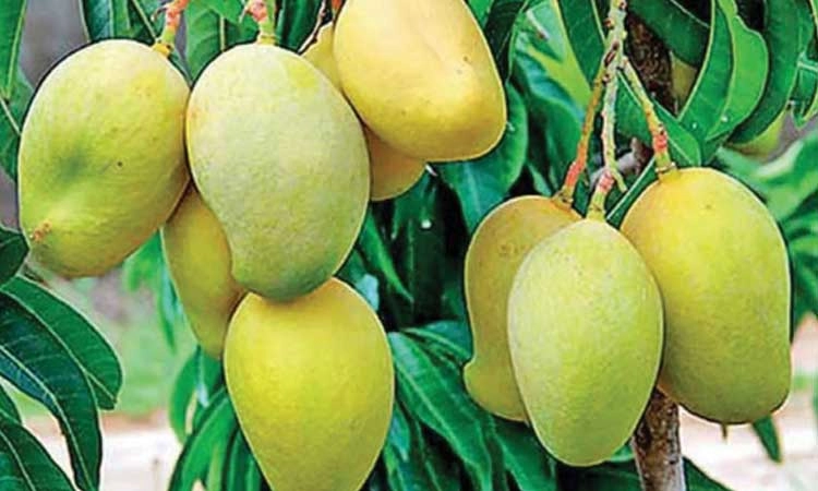 ಮಾವಿಗೆ ಧರ್ಮದ ಕರಿನೆರಳು!